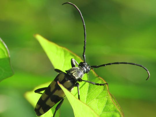 Leptura quadrifasciata, Vierbindiger Schmalbock
