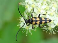 Leptura quadrifasciata, Vierbindiger Schmalbock