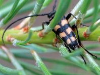 Leptura quadrifasciata, Vierbindiger Schmalbock