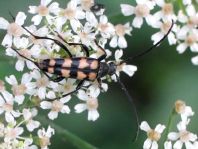Leptura quadrifasciata, Vierbindiger Schmalbock