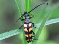Leptura quadrifasciata, Vierbindiger Schmalbock