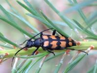 Leptura quadrifasciata, Vierbindiger Schmalbock