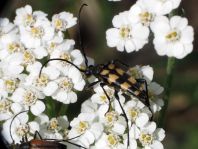 Leptura quadrifasciata, Vierbindiger Schmalbock