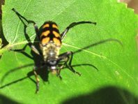 Leptura quadrifasciata, Vierbindiger Schmalbock