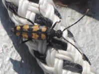 Leptura quadrifasciata, Vierbindiger Schmalbock