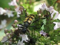 Leptura quadrifasciata, Vierbindiger Schmalbock
