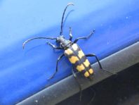 Leptura quadrifasciata, Vierbindiger Schmalbock