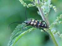 Leptura quadrifasciata, Vierbindiger Schmalbock