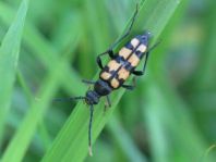 Leptura quadrifasciata, Vierbindiger Schmalbock