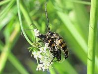 Leptura quadrifasciata, Vierbindiger Schmalbock