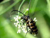 Leptura quadrifasciata, Vierbindiger Schmalbock