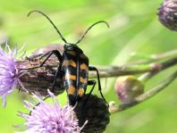 Leptura quadrifasciata, Vierbindiger Schmalbock