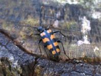 Leptura quadrifasciata, Vierbindiger Schmalbock