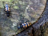 Leptura quadrifasciata, Vierbindiger Schmalbock