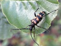 Leptura quadrifasciata, Vierbindiger Schmalbock