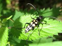 Leptura quadrifasciata, Vierbindiger Schmalbock