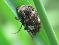 Mesosa nebulosa