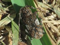 Mesosa nebulosa