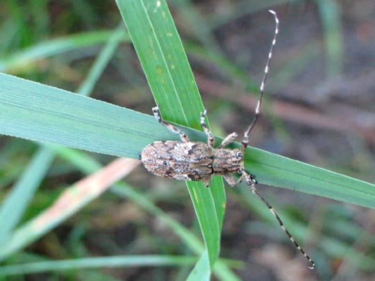 Mesosa nebulosa
