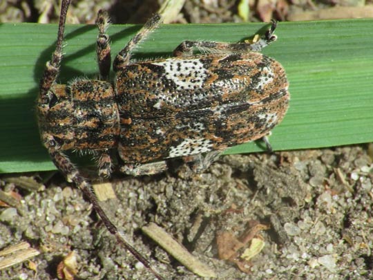 Mesosa nebulosa