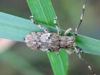 Mesosa nebulosa