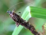 Molorchus minor, Dunkelschenkliger Kurzdeckenbock