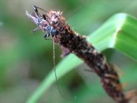 Molorchus minor, Dunkelschenkliger Kurzdeckenbock