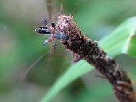 Molorchus minor, Dunkelschenkliger Kurzdeckenbock