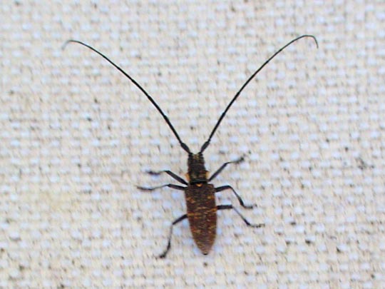 Monochamus