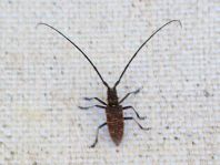 Monochamus