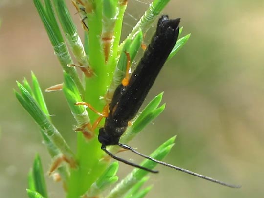 Oberea linearis, Hasel-Linienbock