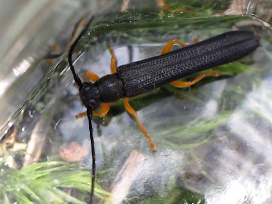 Oberea linearis, Hasel-Linienbock