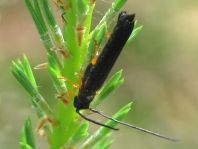 Oberea linearis, Hasel-Linienbock