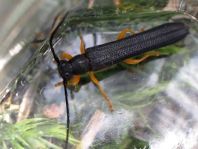 Oberea linearis, Hasel-Linienbock