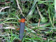 Oberea oculata, Weiden-Linienbock