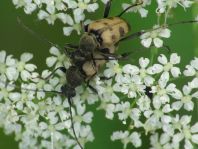 Pachytodes cerambyciformis