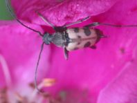 Pachytodes cerambyciformis