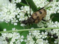 Pachytodes cerambyciformis