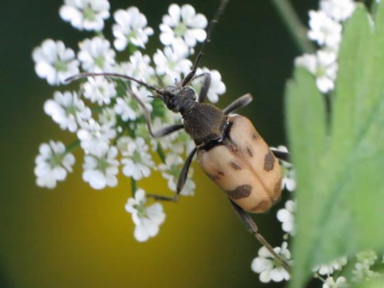 Pachytodes cerambyciformis