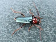 Phymatodes testaceus