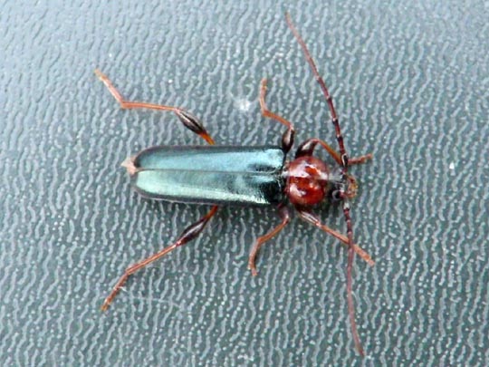 Phymatodes testaceus