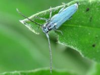 Phytoecia coerulescens