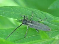 Phytoecia nigricornis