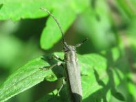 Phytoecia nigricornis