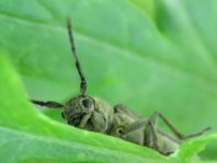 Phytoecia nigricornis