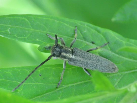 Phytoecia nigricornis