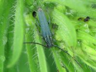 Phytoecia coerulescens