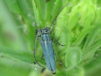 Phytoecia coerulescens