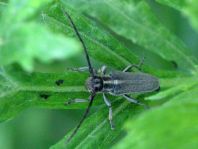 Phytoecia nigricornis