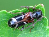 Poecilium alni, Kleiner Schönbock